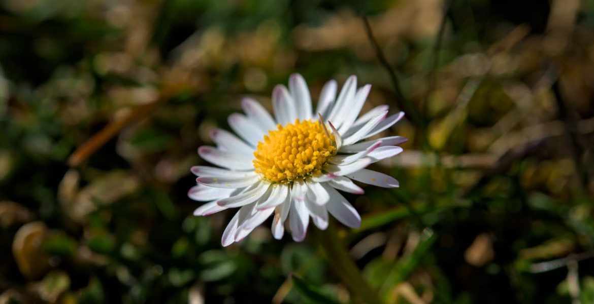 découvrez dimensione natura, l'univers où la nature et le design s'harmonisent. explorez des produits uniques inspirés par la biodiversité, alliant esthétique et respect de l'environnement. plongez dans une expérience sensorielle au cœur de la création durable.
