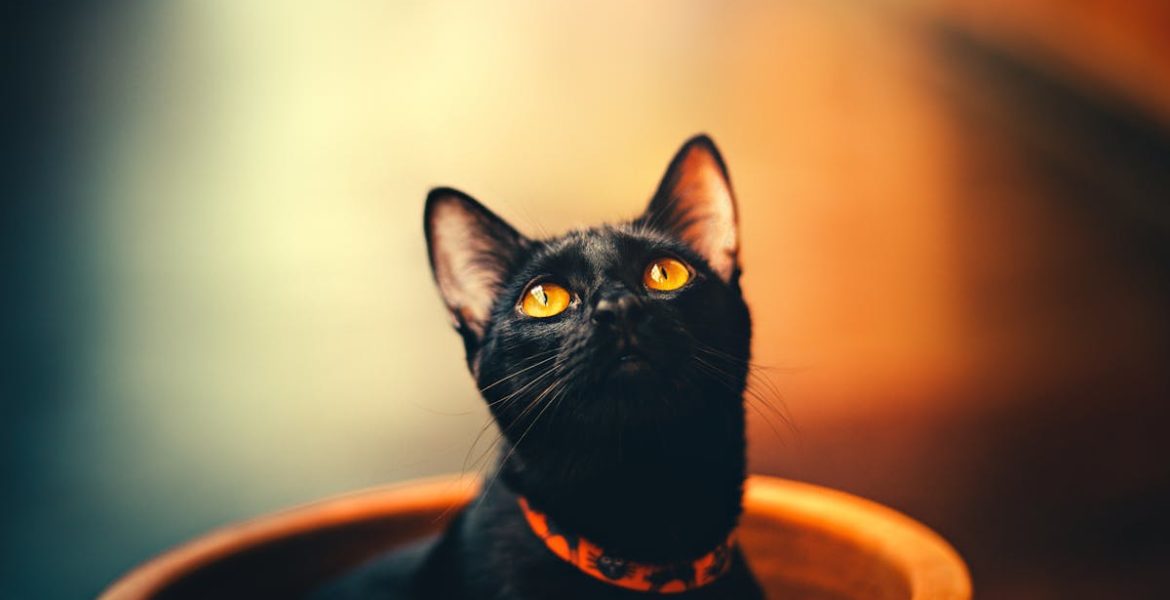 découvrez notre collection de colliers pour chats, alliant style et sécurité. offrez à votre félin un accessoire tendance qui assure son identification grâce à des motifs uniques et des matériaux confortables.