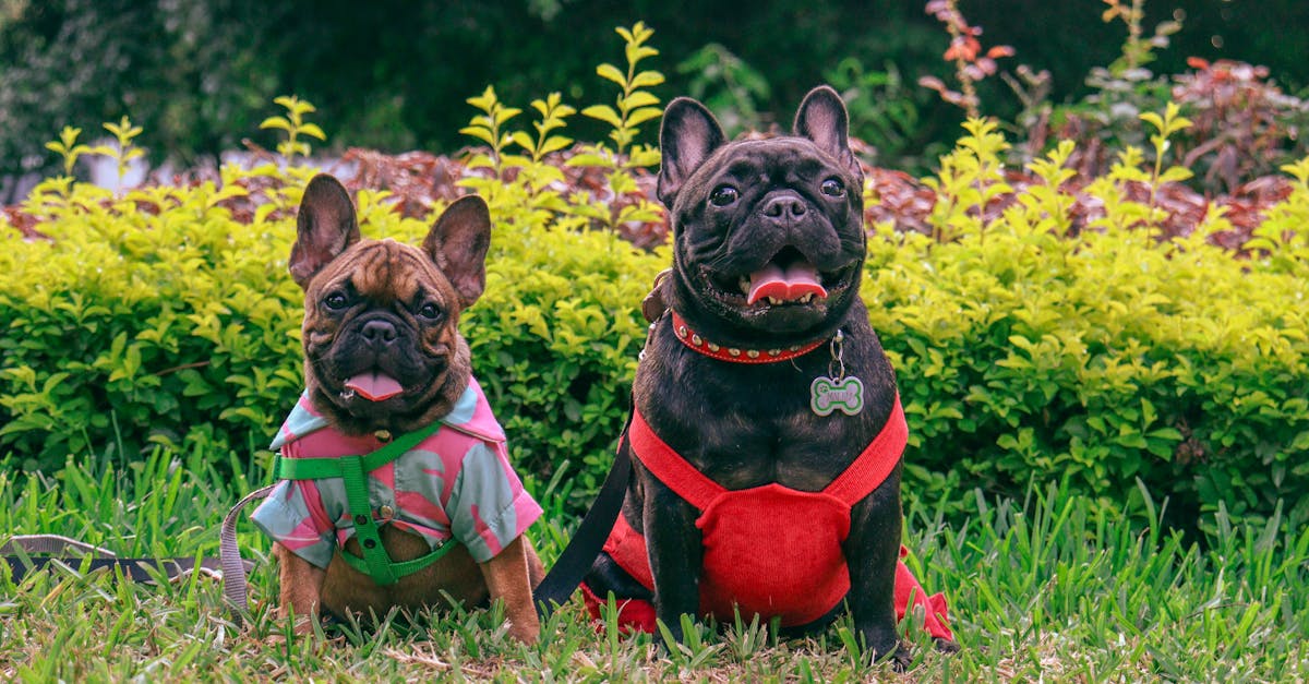 découvrez notre sélection de colliers pour chiens alliant style et confort. offrez à votre compagnon à quatre pattes un accessoire pratique et tendance, adapté à toutes les tailles et les races. commandez dès maintenant et assurez la sécurité et le bien-être de votre animal !