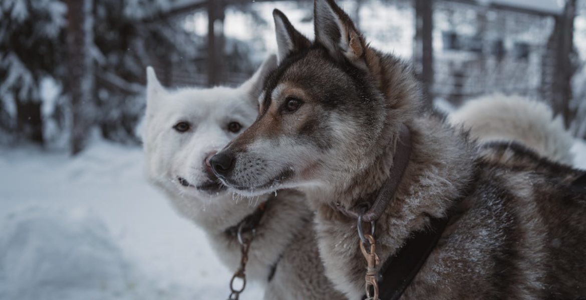 découvrez notre sélection de colliers pour chiens, alliant style et confort. offrez à votre compagnon à quatre pattes un accessoire tendance et résistant, disponible dans divers matériaux et coloris. trouvez le collier parfait pour votre fidèle ami et assurez-lui sécurité et élégance lors de ses promenades.