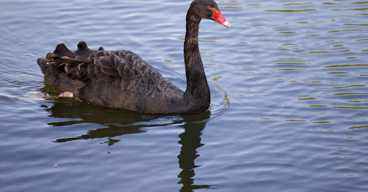 restez informé sur l’actualité animale avec animal news : découvertes, actualités, protection des espèces, conseils et histoires fascinantes du monde animalier.